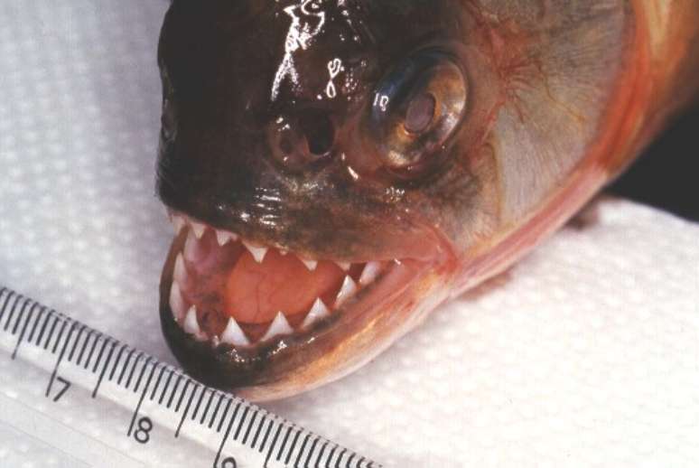 Piranhas não são tão nocivas quanto parece