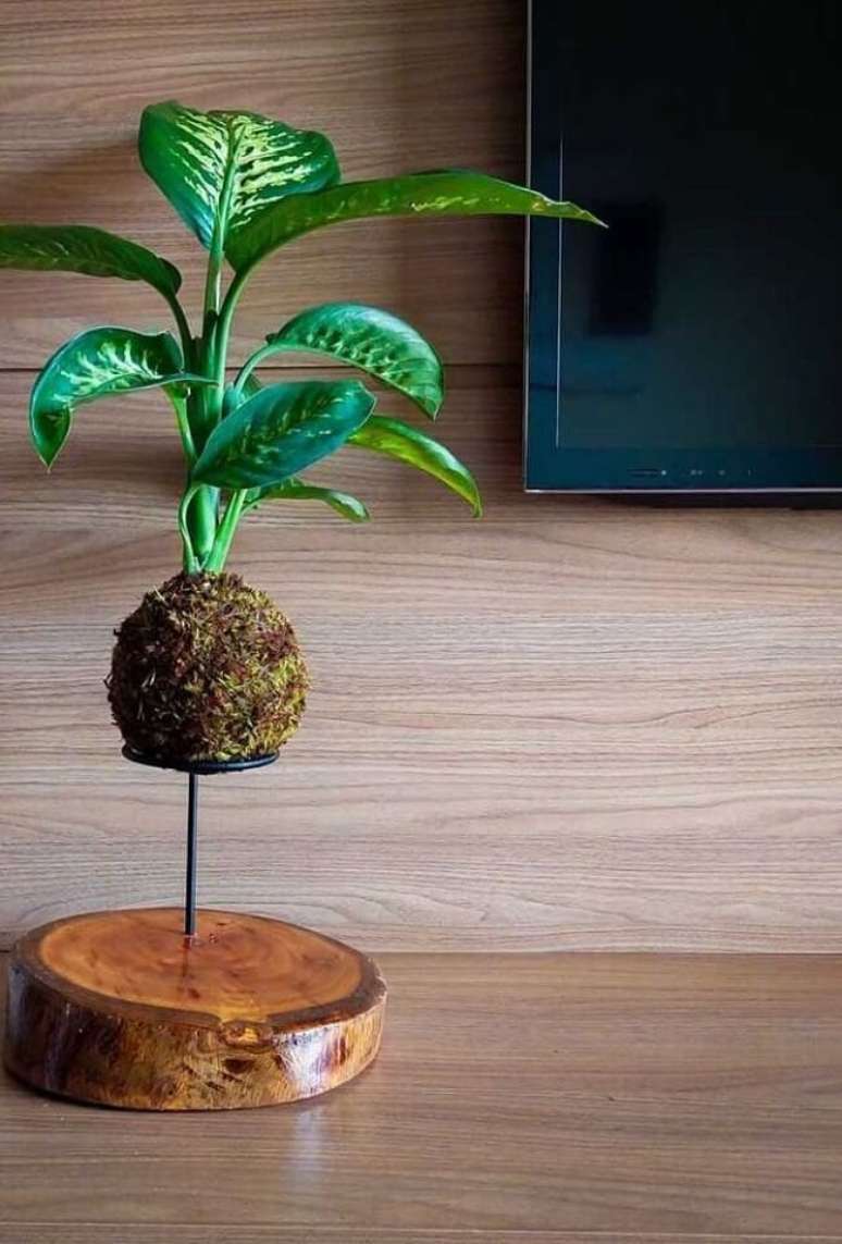 16. Que tal cultivar uma kokedama de comigo-ningu&eacute;m-pode? Fonte: Decor F&aacute;cil