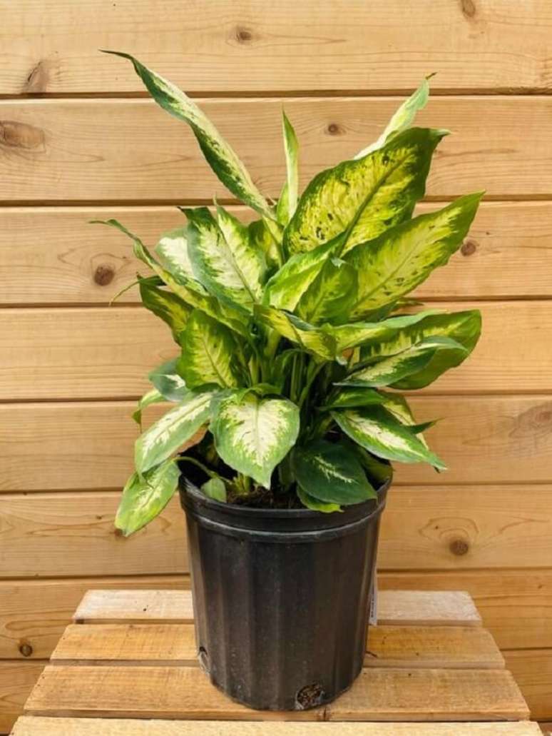 22. Lave sempre as m&atilde;os ap&oacute;s tocar ou manusear a planta comigo-ningu&eacute;m-pode. Fonte: Etsy