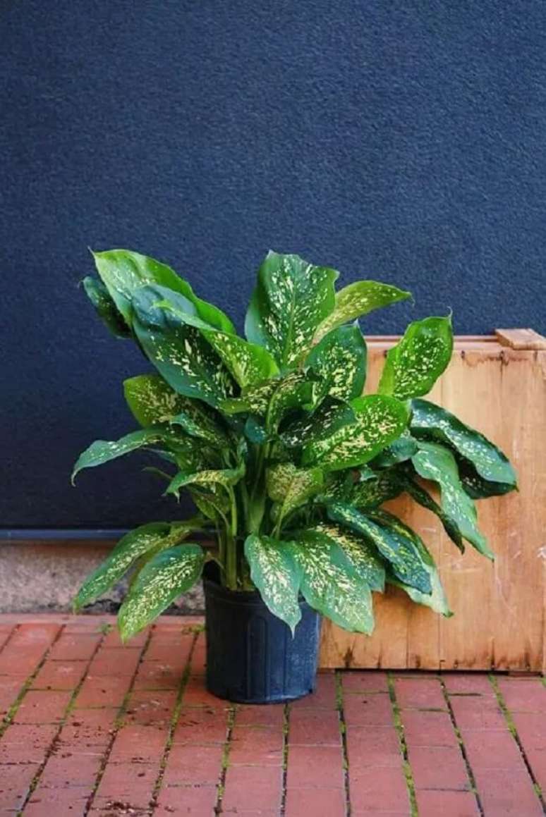 32. A planta comigo-ningu&eacute;m-pode atinge ate dois metros de altura. Fonte: Balcony Garden Web