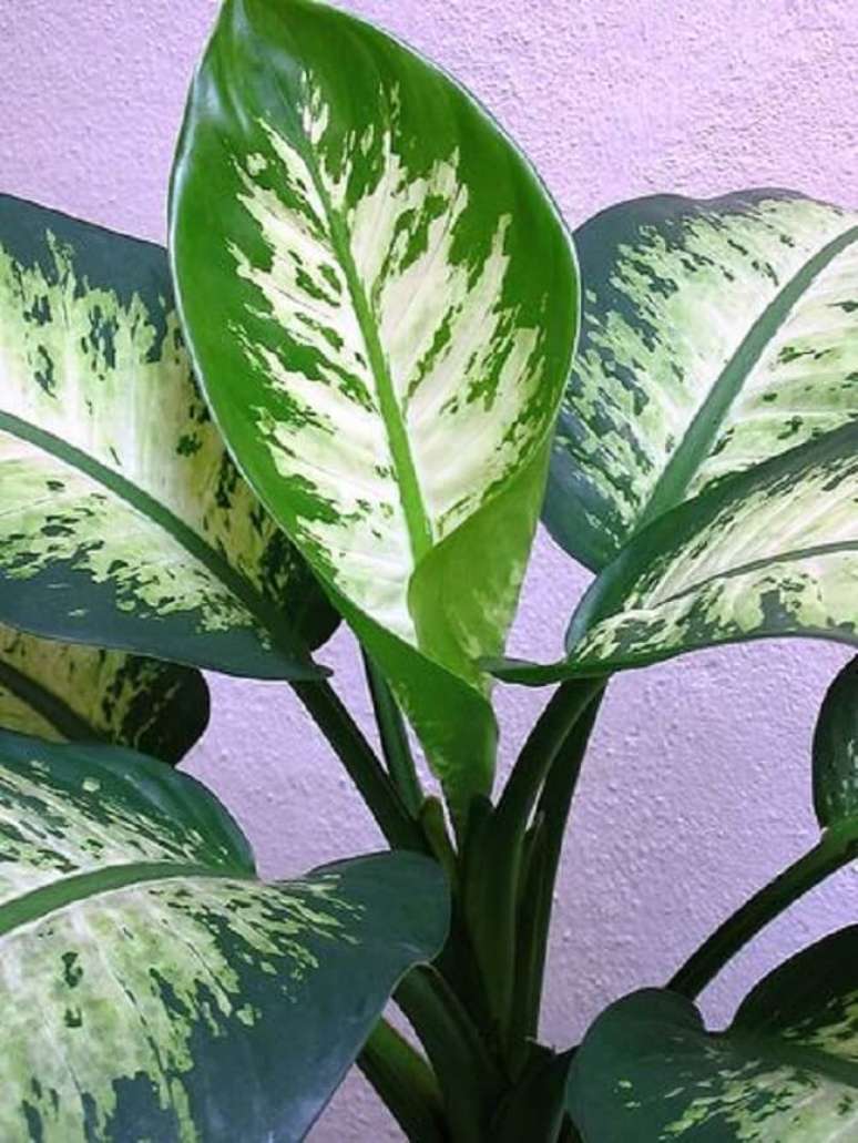 40. A planta comigo-ningu&eacute;m-pode &eacute; muito comum nas casas. Fonte: Flickr