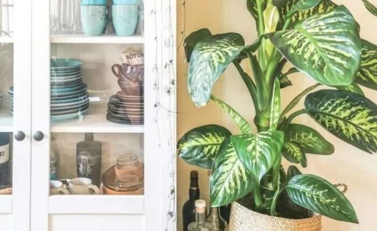 42. A comigo-ningu&eacute;m-pode &eacute; uma planta que afasta energias negativas. Fonte: Anja