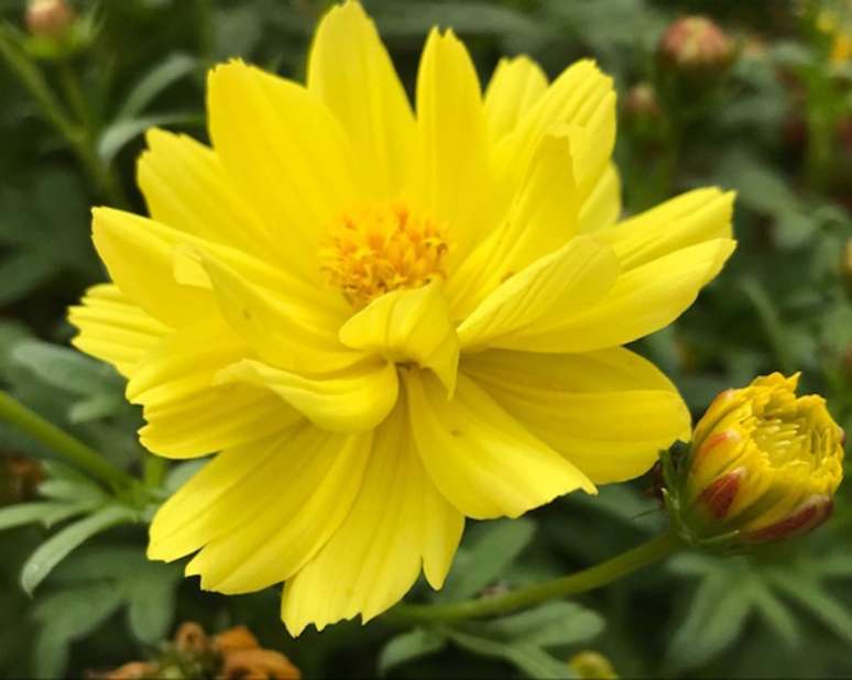 10. COSMOS SULPHUREUS &ldquo;COSMIC YELLOW&rdquo; Com flores amarelo-sol que se assemelham a core&oacute;psis, esta cultura compacta iluminar&aacute; seus jardins. Cultive em vasos bem drenados ao sol, mas certifique-se de manter o composto &uacute;mido.Fa&ccedil;a a poda das pontas, para uma planta espessa, e das flores mortas regularmente para manter as flores desabrochando.