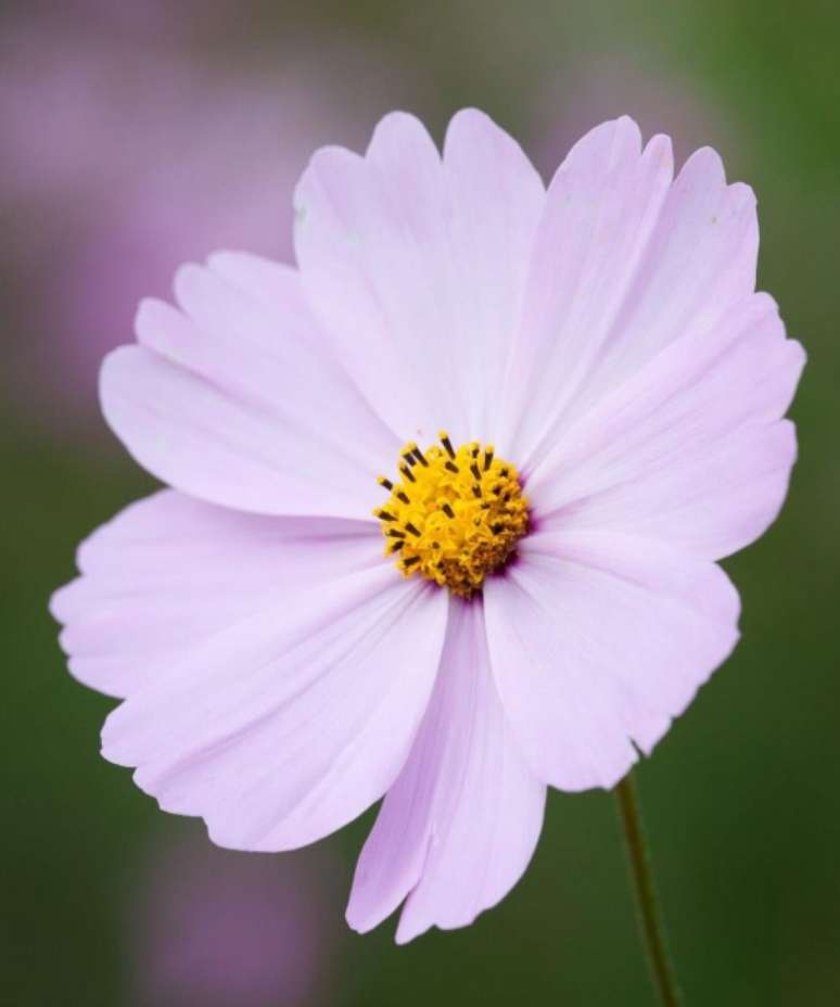 2. COSMOS BIPINNATUS 'SONATA PINK'Este tipo de cosmos oferece flores generosas em forma de pires, apresentando uma cor rosa suave com botões amarelos acima da folhagem delicada e dividida. Por ser compacto, é ideal para preencher lacunas na frente do canteiro ou para usar em seu jardinagem de vasos. Mais feliz em solo úmido e bem drenado, em pleno sol.Combina bem com as flores anuais alaranjadas da papoula da Califórnia (*Eschscholzia californica*) de baixo crescimento ou plantas perenes compactas, como o bico azul *Geranium Rozanne* e a manjerona rosa *Origanum laevigatum “*Herrenhausen”.