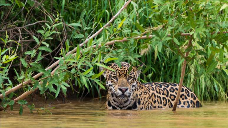 Conheça as poderosas plantas do Pantanal 