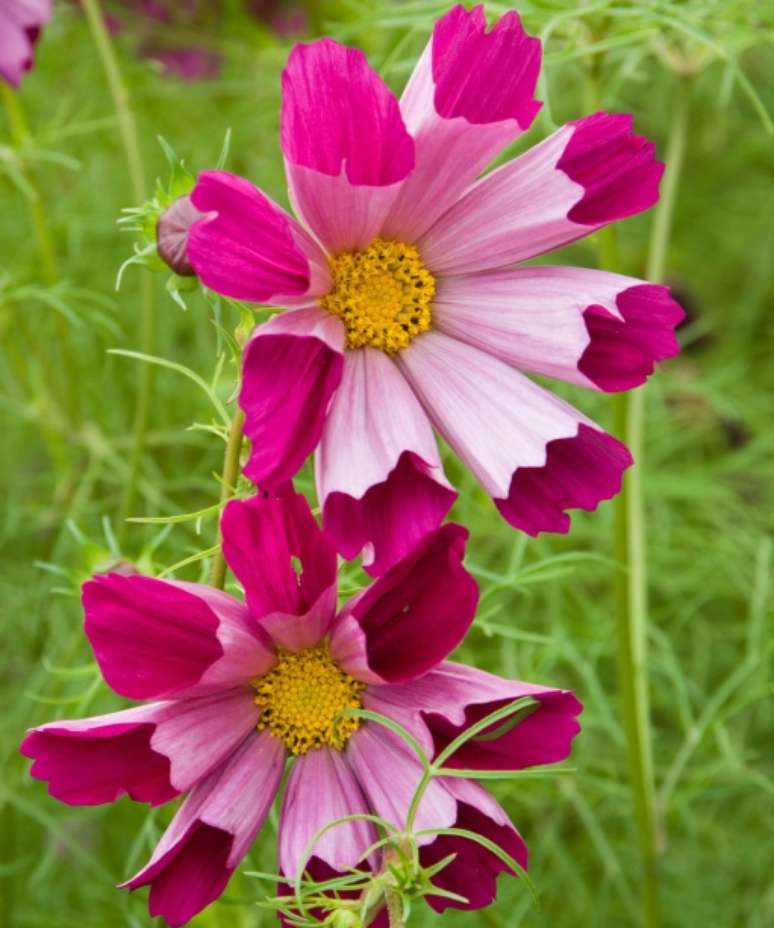 7. COSMOS BIPINNATUS &ldquo;PIED PIPER RED&rdquo; Este &eacute; um dos tipos mais impressionantes de cosmos, gra&ccedil;as &agrave;s suas p&eacute;talas em forma de flautas que s&atilde;o magenta por dentro e lavanda p&aacute;lida por fora. &Eacute; uma boa flor de corte, com folhagem dividida e emplumada, e floresce por meses. Cresce em solo &uacute;mido e bem drenado em pleno sol. Cultive em massa em um prado com outros tipos de cosmos branco e rosa, ir&atilde;o parecer encantadores em arranjos; ou use para preencher lacunas, ao lado de plantas perenes como *Achillea &ldquo;*Terracotta&rdquo;.