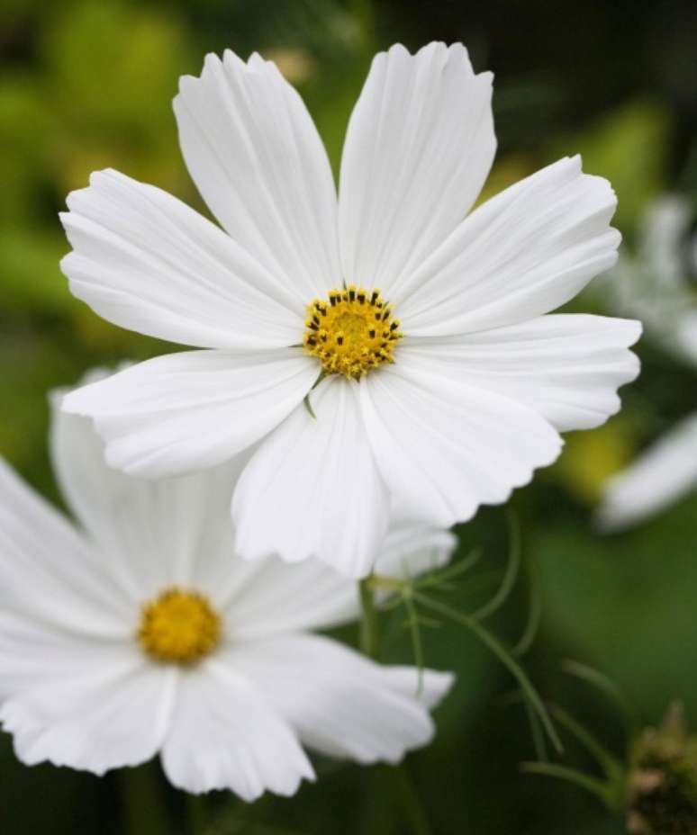 1. COSMOS BIPINNATUS “PURITY” Se você for cultivar apenas um tipo de cosmos, tem que ser este. Grandes flores de margaridas brancas com centros dourados florescem acima da fina folhagem verde-maçã. É uma excelente flor de corte e crescerá em solo úmido e bem drenado, em pleno sol. No icônico White Garden no Sissinghurst Castle Garden em Kent, Inglaterra, “Purity” — como é conhecida lá fora — cresce ao lado de plantas de flores brancas e folhas prateadas (como *Lychnis coronaria “*Alba” e ervilhas-de-marfim) em um jardim projetado para ser apreciado ao entardecer e ao luar.