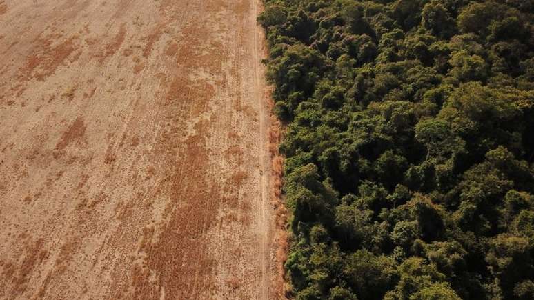 Em 2019, o então superintendente da Polícia Federal no Amazonas disse que ao menos 90% da madeira exportada é ilegal