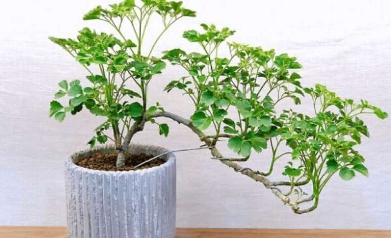 6. Quintal com vaso de árvore da feliciadade – Foto Chiyars