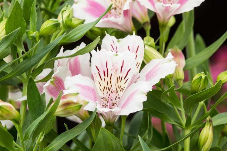 Hybrid Alstroemeria Fougere Philip Tivey and Son Nurseries stand 230516 23052016 23/05/16 23/05/2016 23 23rd May 2016 Spring RHS Chelsea Flower Show 2016 Great Pavilion photographer Paul Debois Plant portrait portraits close up Floral Marquee horizontal Alstroemerias white pink flower flowers