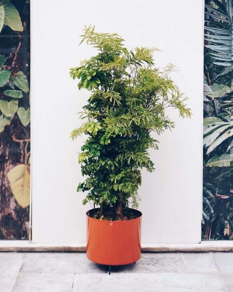 Plantas para ter em casa: bambu-da-sorte, start da felicidade