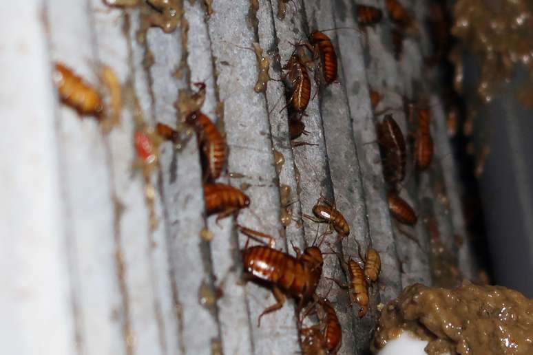 R$ 10 mil por 100 baratas em sua casa? Empresa nos EUA faz oferta