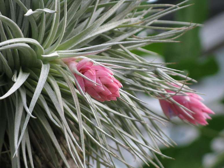 Tillandsia florida.