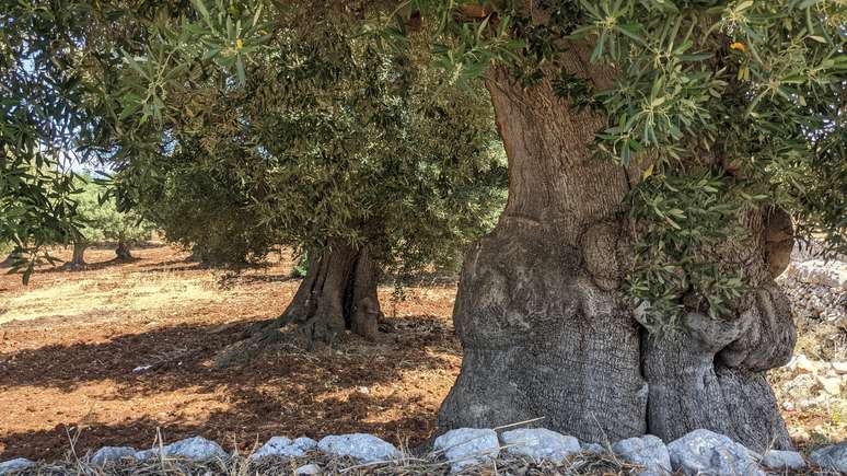 Oliveiras na Puglia: jamais tediosas!