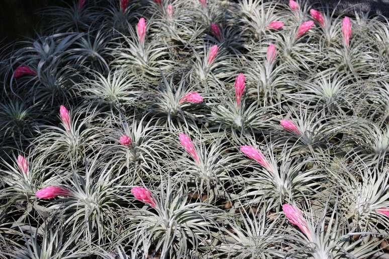 Tillandsias floridas.