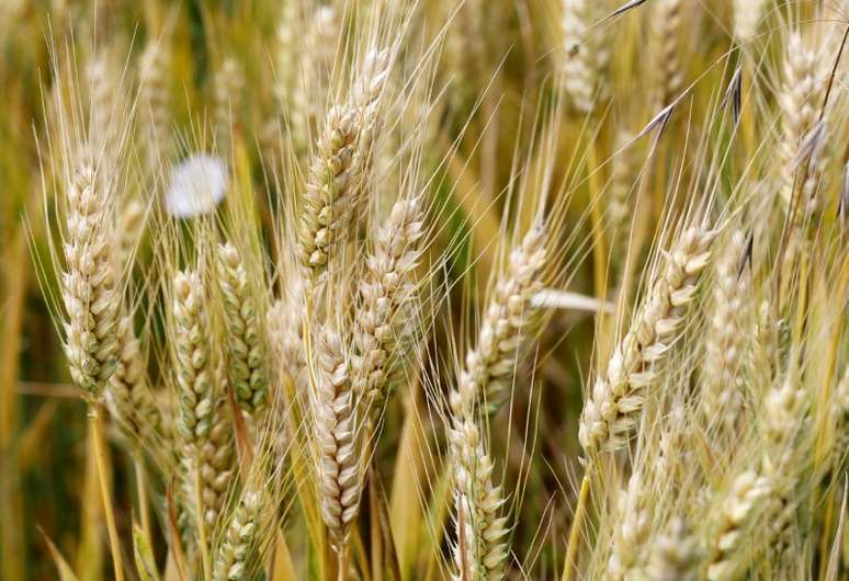 Plantação de trigo. 
REUTERS/ Regis Duvignau