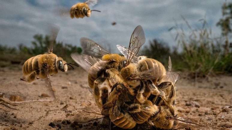 Esta é a grande vencedora da competição. Neste raro momento, um grupo de abelhas 'Diadasia Rinconis' se reúne em um enxame. A fotógrafa Karine Aigner conseguiu capturar esta imagem rapidamente, pois as abelhas ficaram juntas por apenas cerca de 20 segundos antes de voarem para longe. Estas abelhas são nativas da América e são consideradas uma espécie solitária