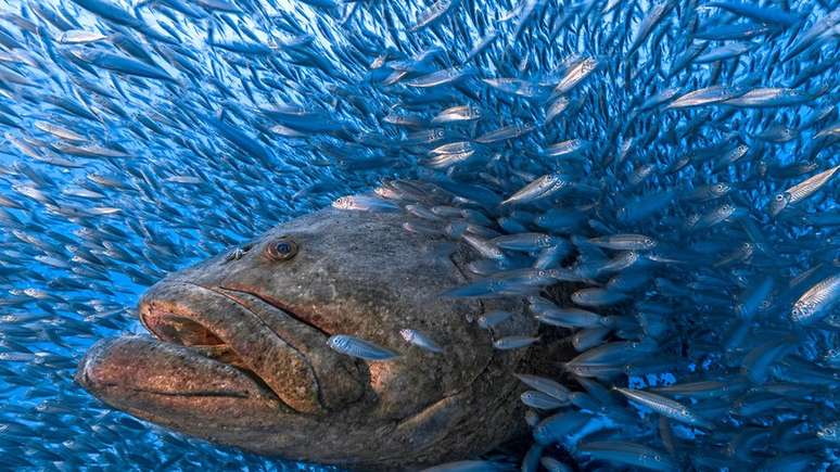 Olha isso — um mero-preto macho nada por um cardume de peixes. O mero-preto é um dos maiores peixes do oceano, chegando a 2,5m de comprimento e pesando até 360kg!