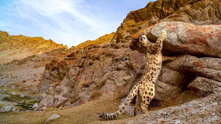 Esta imagem foi finalista na categoria vida selvagem. O fotógrafo Sandesh Kadur capturou este leopardo-das-neves. A foto se chama 'Ghost of the Mountains' (Fantasma das Montanhas), apelido dado aos leopardos-das-neves, por serem brilhantes na camuflagem e ser muito difícil tirar uma foto deles.