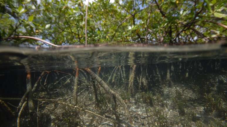 Nova espécie de bactéria foi encontrada em mangues de uma ilha do Caribe