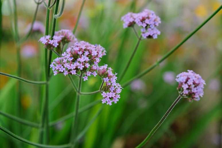 Verbena: Verbena bonariensis é uma planta de jardim popular, cultivada por suas flores roxas semelhantes a placas, que são atraentes para uma ampla variedade de polinizadores. É perfeita para fornecer altura e cor duradoura ao jardim.