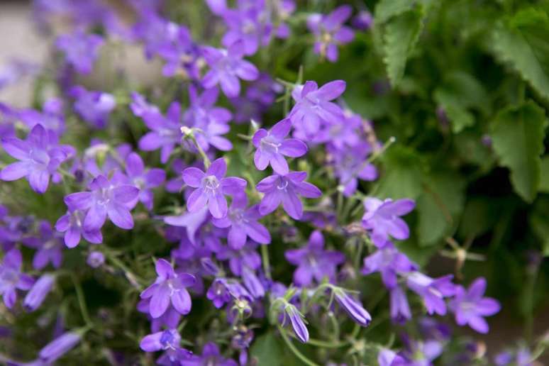 Flor-de-sino: resistente, vigorosa e persistente, Campanula portenschlagiana é uma campanula alpina, facilmente cultivada em jardins de pedra, em paredes, em frente de bordaduras ou mesmo em vasos. Forma um tapete generoso e denso de pequenas folhas semelhantes a hera que se escondem sob a massa de pequenos sinos roxos no verão.