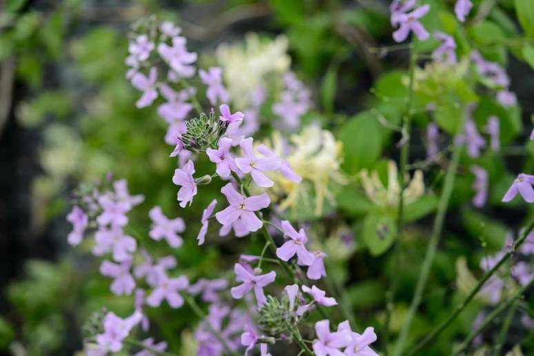 Héspere: Hesperis matrionalis é uma bela bienal de flores brancas ou roxas, com uma fantástica fragrância noturna. Fica linda quando deixada crescer naturalmente, através de um canteiro informal ensolarado ou parcialmente sombreada, especialmente em um jardim de chalé ou projeto de jardim de vida selvagem.