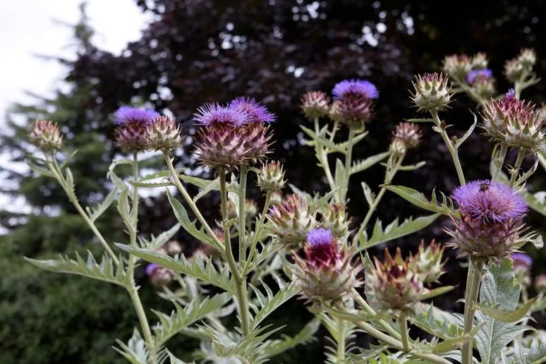 Alcachofra: Cynara cardunculus “Scolymus Group” é uma planta perene dramática cultivada por suas flores imaturas comestíveis. Também é altamente ornamental, com uma folhagem prateada, semelhante a um cardo, e caules de flores altas encimados por botões de cardo gordos. Se não forem colhidos, eles se abrem em grandes flores de cardo roxo que atraem grandes quantidades de abelhas.