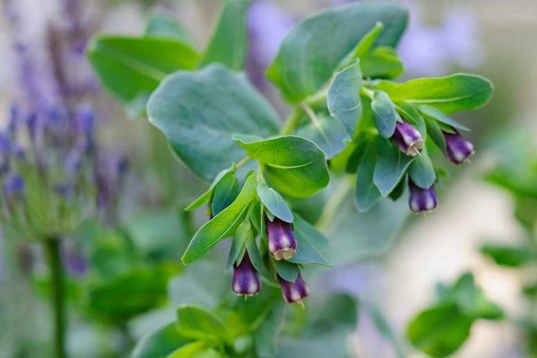 Chupa-mel-roxo: Cerinthe major “Purpurascens”, é a anual perfeita para preencher lacunas em um canteiro ornamental. Tem lindas folhas verde-azuladas prateadas e lindas flores roxas em forma de sino, que são um ímã para as abelhas. Faz uma maravilhosa flor de corte.