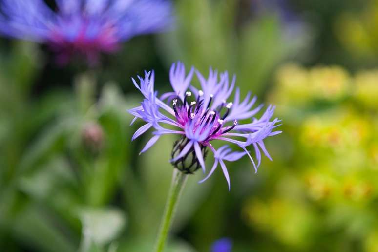 Mirtilo da montanha: Centaurea montana é nativa dos prados de montanhas e florestas da Europa. Normalmente tem folhas verde-acinzentadas em forma de lança e flores grandes, azuis ou violetas profundas, nascidas no início do verão. As abelhas adoram as flores.