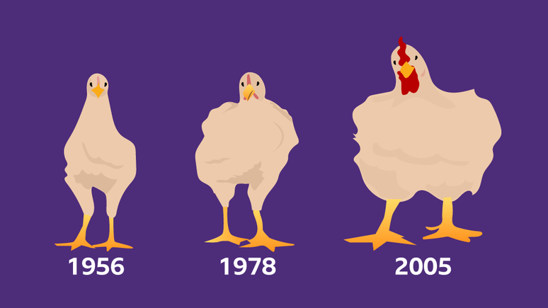A seleção genética fez com que os frangos que consumimos atualmente crescessem 400%, de acordo com um estudo da Universidade de Alberta, no Canadá