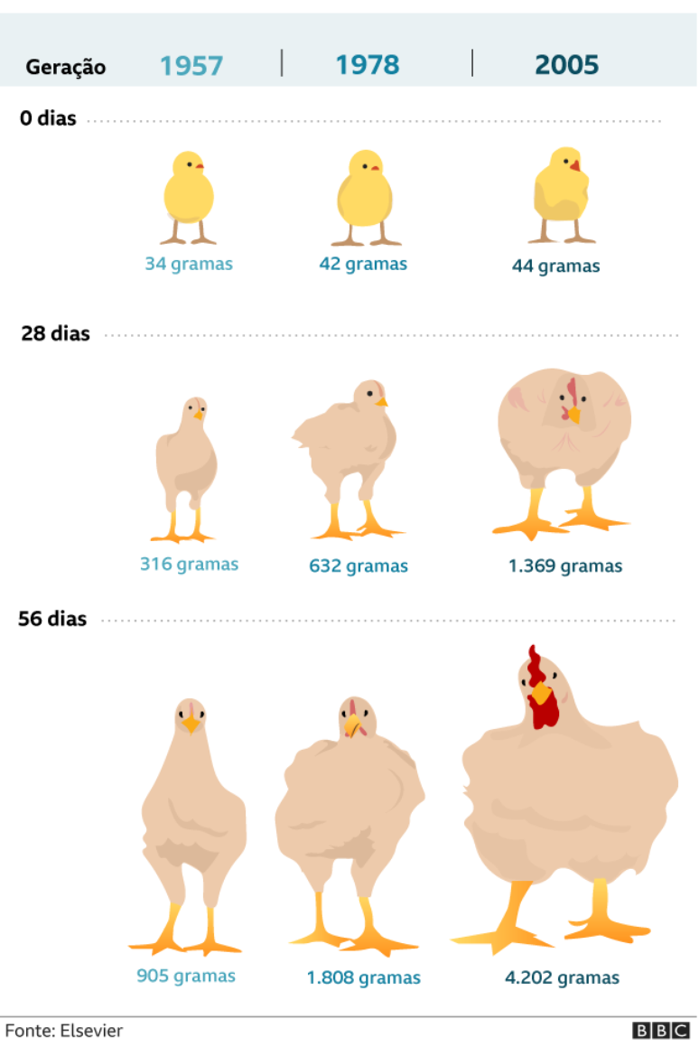 Chicken Evolution: Galinhas – Apps no Google Play