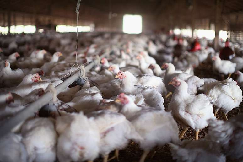 Especialistas afirmam que a criação industrial de frangos é prejudicial ao animal — mas as empresas alegam que melhoraram seus métodos de tratamento