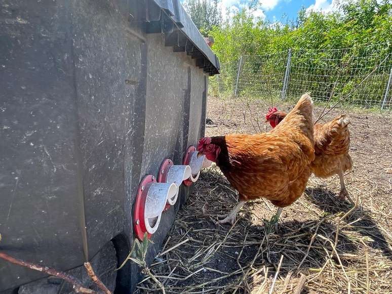 Galinhas ciscam ao ar livre em uma granja de Miami