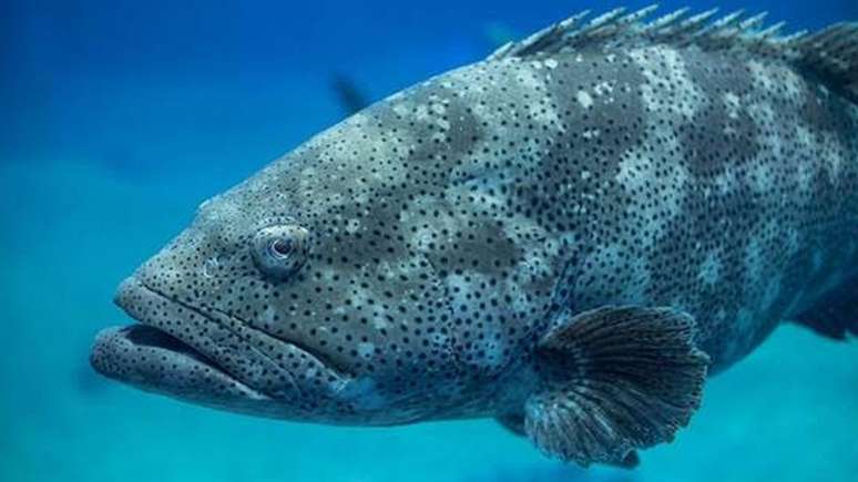 Chamados territoriais crescentes das garoupas-pretas podem agir como "latido de um cão" debaixo d'água, alertando sobre presença de invasores