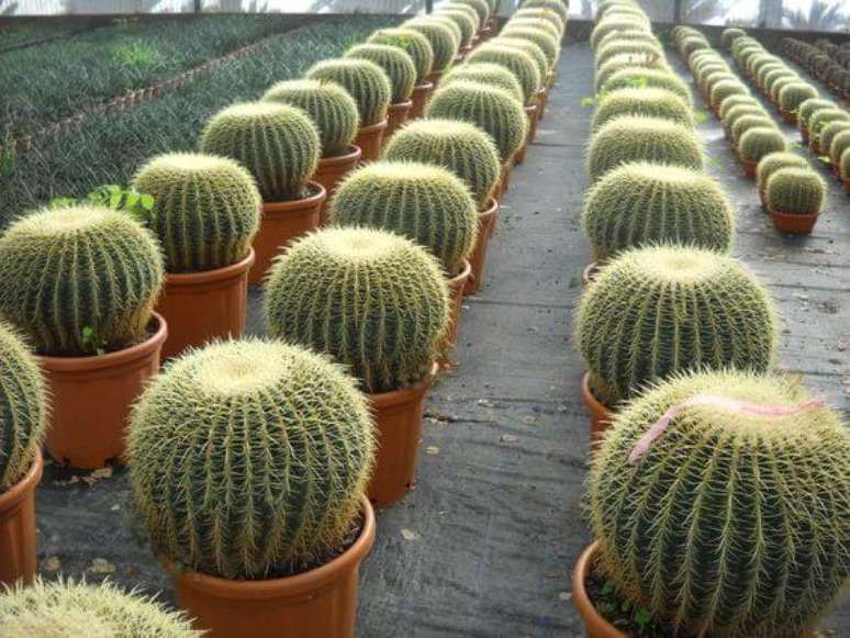 6. Cultivo cacto bola em vasos &ndash; Fonte The Garden Plant Company