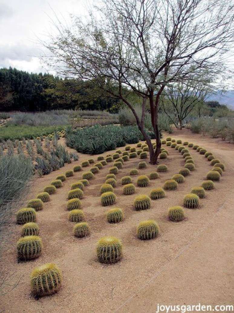 14. O cacto bola traz um efeito especial para o paisagismo – Fonte Joy Us Garden