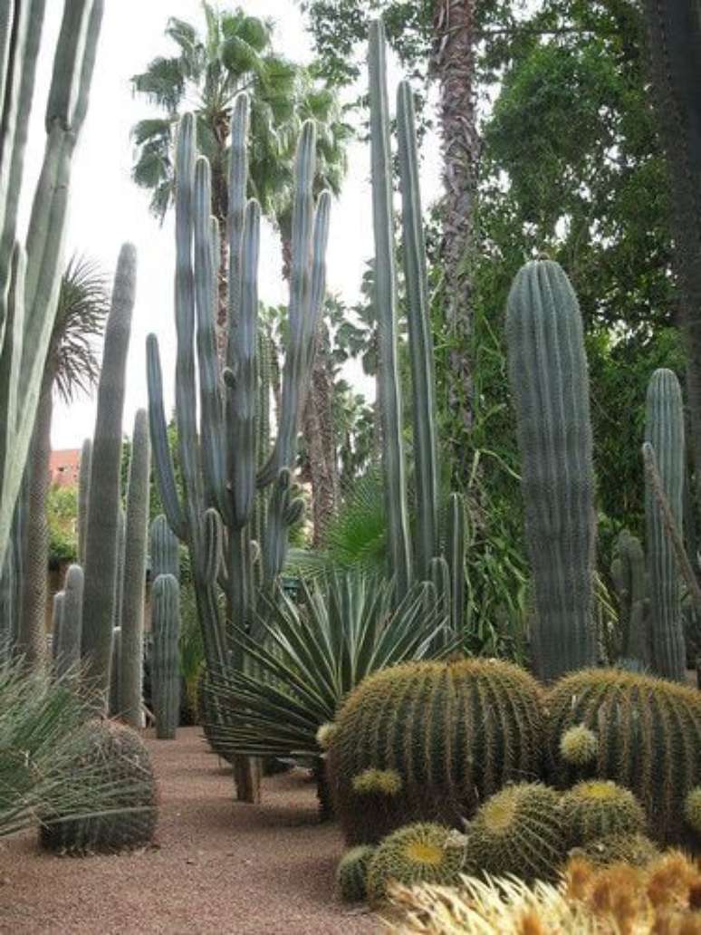 16. O cacto bola e ativo do M&eacute;xico &ndash; Fonte Flickr