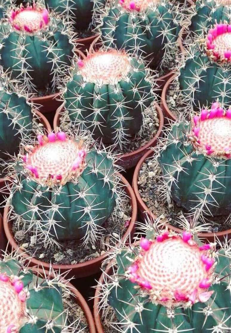 24. Cultive vasos com cacto bola com flor &ndash; Fonte Decor F&aacute;cil