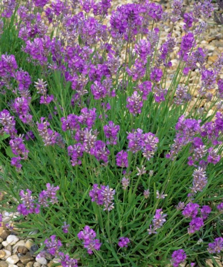 Little Lady (”Batlad”): Little Lady é uma das lavandas mais arrumadas e espessas que você pode cultivar. Esta variedade resistente (L. angustifolia) tem uma folhagem excepcionalmente verde e brilhante que é fortemente aromática. Também tem flores roxas intensas que ficam baixas na planta em hastes curtas para máximo impacto. Se você deseja plantar uma cerca viva de lavanda, esta é uma excelente variedade para experimentar. Também faz um espécime excelente em vasos de terracota. Corte um terço após a floração e faça parceria com helianthemums, gypsophila rastejante e sálvia ornamental.