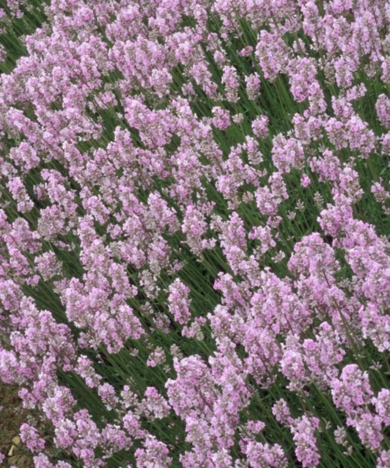 “Miss Katherine”: esta é outra das lavandas mais resistentes (L. angustifolia) e de longe a melhor cor de rosa. Então, se você está procurando um esquema de cores de jardim com um toque pastel, esta é ideal. Esta linda lavanda rosa combina perfeitamente com flores azuis, folhagem prateada e rosas brancas ou vermelhas. Apresentando uma estrela em cada flor perfumada, bem como folhagem verde-acinzentada, fica linda em coberturas e jardins secos. Corte um terço após a floração.