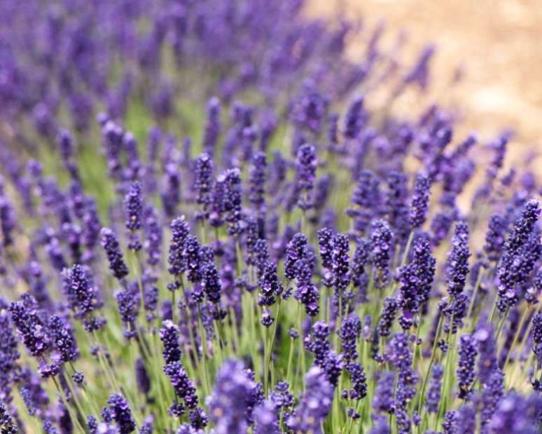 “Joia Imperial”: os amantes do paisagismo seco (xeriscaping) e das plantações amigas da seca vão adorar a “Imperial Gem”, uma das resistentes lavandas L. angustifolia. Se você procura as melhores plantas tolerantes à seca, esta encantadora mistura de flores roxas e folhagem prateada funcionará como um deleite. Ademais é adorável em grandes vasos. Combinam lindamente com esteva, euforbias e perovskia. Ao podar, lembre-se de cortar em um terço após a floração.