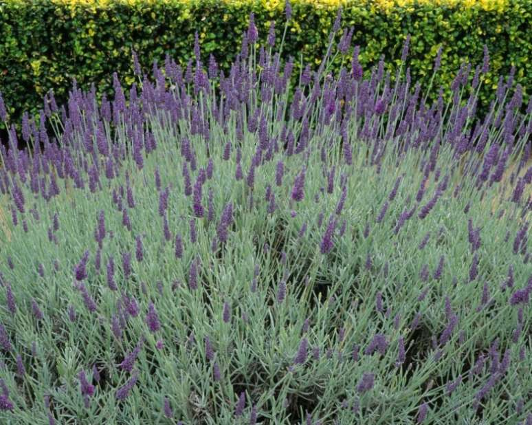 “Sawers”: esta cresce como um monte denso de folhagem excepcionalmente bem prateada, lançando lindamente picos pontiagudos de grandes flores roxas perfumadas. Se você deseja cultivar plantas amigas das abelhas, esta lavanda é notada como chamariz para as polinizadoras. Esta lavanda é adorável em vasos e designs de xeriscaping. É um ótimo parceiro de plantas para eufórbias, alecrim e coronilla. Corte com força após a primeira floração e arrume no outono. 