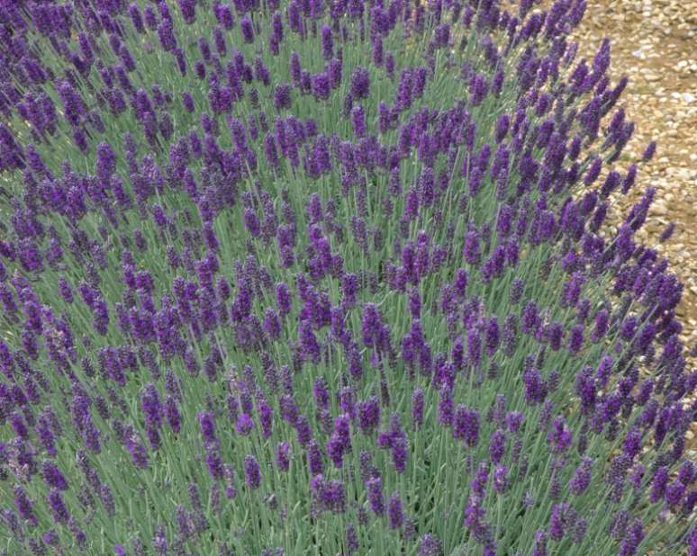 “Richard Gray”: é um floral soberbo e delicado de tamanho médio. Estas lavandas (Lavandula x chaytoriae) são compactas e semi-resistentes. Têm folhagem super prateada, linda por si só, mas também fazem o fundo perfeito para os picos cilíndricos de flores roxas. Dado o seu porte compacto e coloração marcante, é um belo exemplar de planta para vaso esmaltado, bem como para xeriscaping. Se você está cultivando alecrim, esta lavanda é uma excelente combinação. Também faz uma boa parceria com Convolvulus cneorum e arruda “Jackman's Blue”. Pode bem após a primeira floração e arrume no outono.