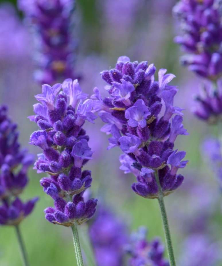 Série Beezee: enquanto muitas variedades de lavanda podem se espalhar facilmente, a série Beezee é um tipo compacto e resistente de lavanda inglesa (L. angustifolia). As plantas desta nova série de flores de verão têm pontas finas e vêm em cinco tons de azul, rosa e branco. Com folhagem de verão cinza-esverdeada que se torna mais prateada no inverno, é ideal para vibrantes de caixas de janela violeta, vasos elegantes e canteiros delicados. Faz uma combinação de planta delicada para lavandas mais altas e sálvia ornamental. Corte um terço após a floração.