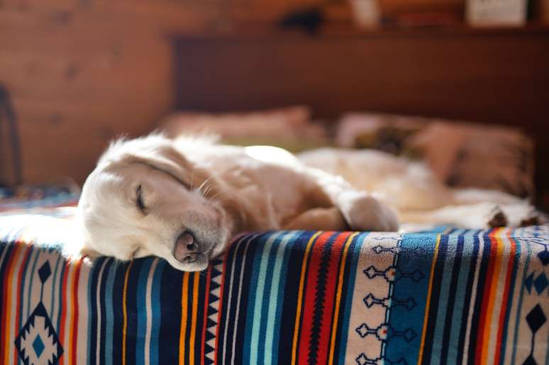 Sonhar com Cachorro: Veja Significados e Como Interpretar