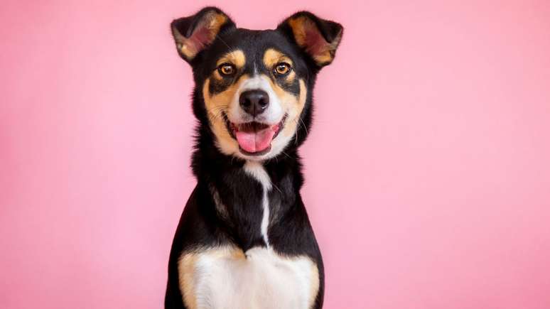 As raças mais caras de cachorro no Brasil - TOP 10