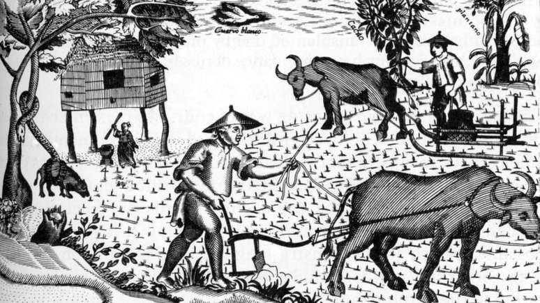 Filipinos se destacaram desde o in&iacute;cio como excelentes marinheiros, embora muitos, ao chegarem ao Novo Mundo, se dedicassem &agrave; agricultura.