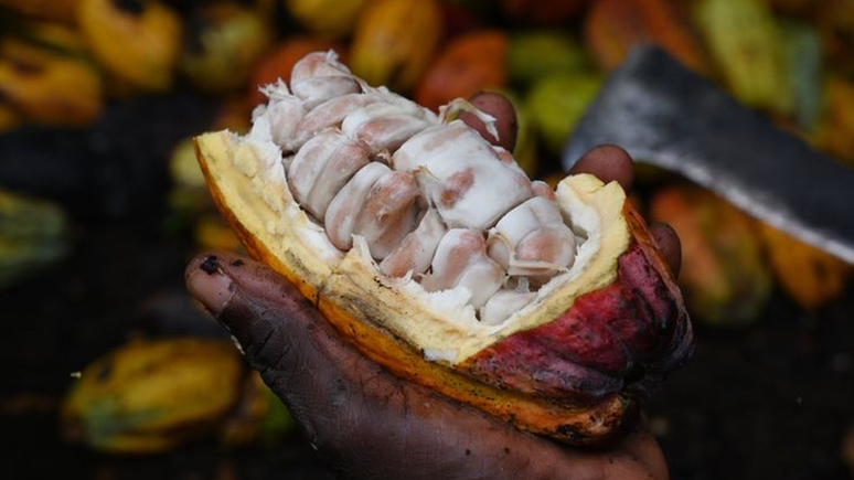 O cacau, a mat&eacute;ria-prima do chocolate, s&oacute; cresce em condi&ccedil;&otilde;es clim&aacute;ticas bastante espec&iacute;ficas