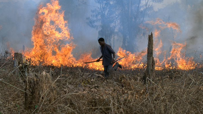 O desmatamento e o cultivo de cacau muitas vezes andam de m&atilde;os dadas